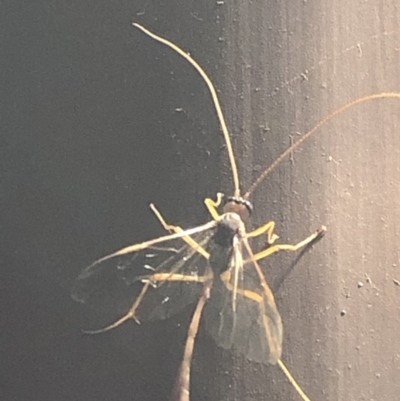 Netelia sp. (genus) (An Ichneumon wasp) at Aranda, ACT - 16 Nov 2019 by Jubeyjubes