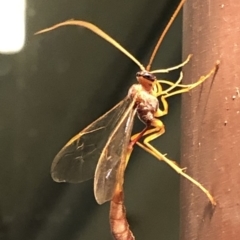 Netelia sp. (genus) at Aranda, ACT - 16 Nov 2019 08:33 PM