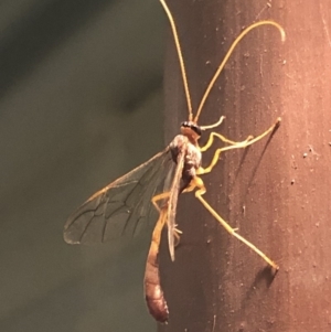 Netelia sp. (genus) at Aranda, ACT - 16 Nov 2019 08:33 PM