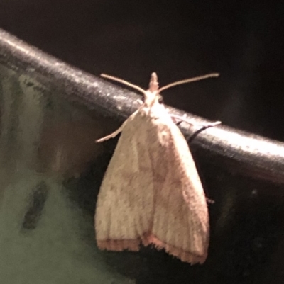 Callionyma sarcodes (A Galleriinae moth) at Aranda, ACT - 16 Nov 2019 by Jubeyjubes