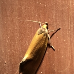 Parergophela melirrhoa (A concealer moth) at Aranda, ACT - 16 Nov 2019 by Jubeyjubes
