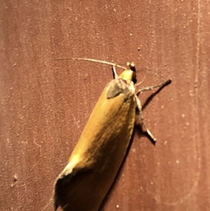 Parergophela melirrhoa at Aranda, ACT - 16 Nov 2019 08:34 PM