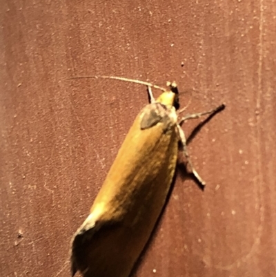 Parergophela melirrhoa (A concealer moth) at Aranda, ACT - 16 Nov 2019 by Jubeyjubes