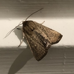 Leucania uda (A Noctuid moth) at Aranda, ACT - 16 Nov 2019 by Jubeyjubes