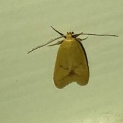 Aeolothapsa malacella (A Concealer moth) at Aranda, ACT - 16 Nov 2019 by Jubeyjubes