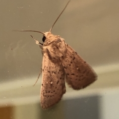 Leucania uda (A Noctuid moth) at Aranda, ACT - 16 Nov 2019 by Jubeyjubes