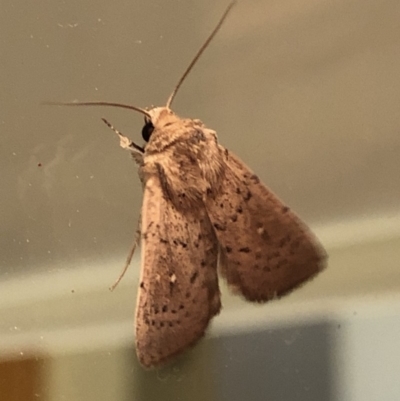 Leucania uda (A Noctuid moth) at Aranda, ACT - 16 Nov 2019 by Jubeyjubes