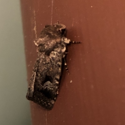 Thoracolopha verecunda (A Noctuid moth (Acronictinae)) at Aranda, ACT - 16 Nov 2019 by Jubeyjubes