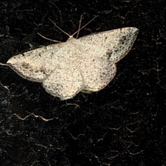 Taxeotis intextata (Looper Moth, Grey Taxeotis) at Aranda, ACT - 16 Nov 2019 by Jubeyjubes
