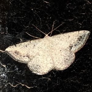 Taxeotis intextata at Aranda, ACT - 16 Nov 2019 09:01 PM