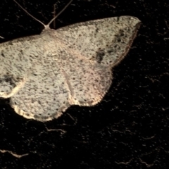 Taxeotis intextata at Aranda, ACT - 16 Nov 2019 09:01 PM