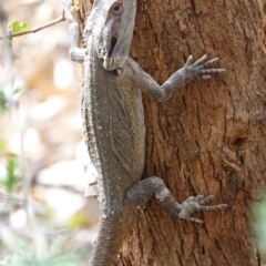 Pogona barbata (Eastern Bearded Dragon) at Red Hill to Yarralumla Creek - 16 Nov 2019 by JackyF