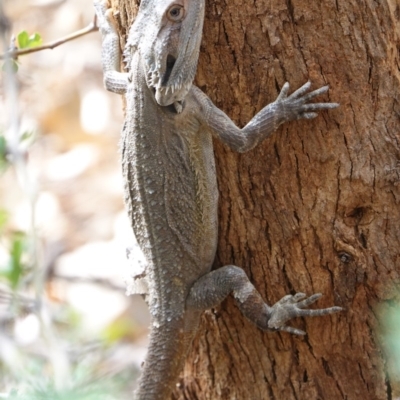 Pogona barbata (Eastern Bearded Dragon) at Garran, ACT - 16 Nov 2019 by JackyF