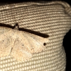 Casbia (genus) at Aranda, ACT - 16 Nov 2019 09:05 PM