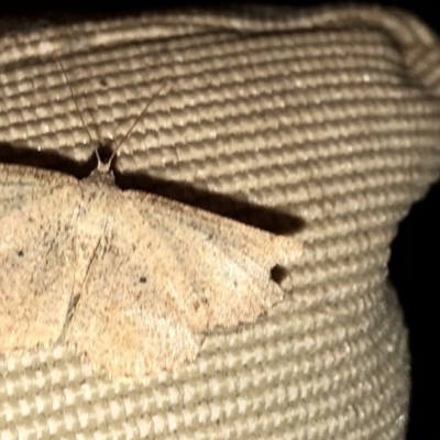 Casbia (genus) (A Geometer moth) at Aranda, ACT - 16 Nov 2019 by Jubeyjubes