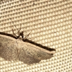 Casbia (genus) at Aranda, ACT - 16 Nov 2019 09:05 PM