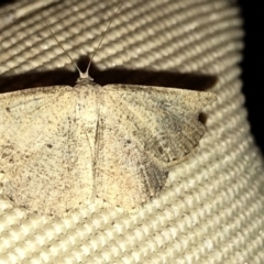 Casbia (genus) at Aranda, ACT - 16 Nov 2019 09:05 PM