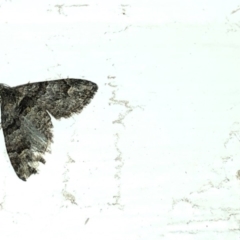Phrissogonus laticostata (Apple looper moth) at Aranda, ACT - 16 Nov 2019 by Jubeyjubes
