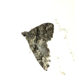 Phrissogonus laticostata at Aranda, ACT - 16 Nov 2019
