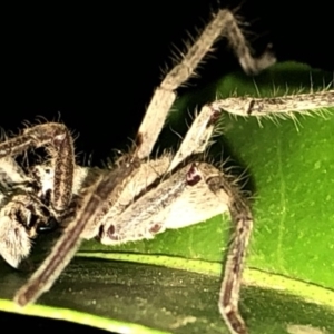 Isopeda sp. (genus) at Aranda, ACT - 16 Nov 2019 09:14 PM