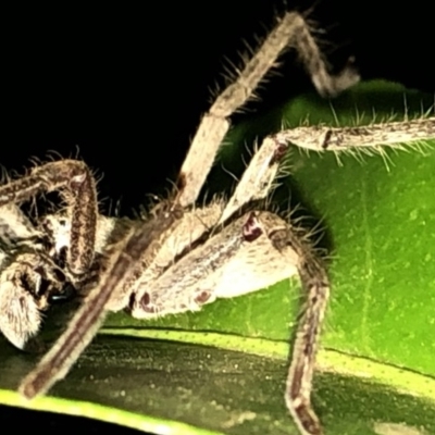 Isopeda (genus) (Huntsman Spider) at Aranda, ACT - 16 Nov 2019 by Jubeyjubes