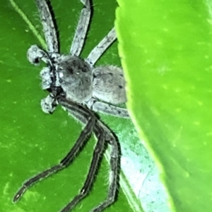Isopeda sp. (genus) at Aranda, ACT - 16 Nov 2019