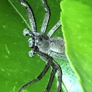 Isopeda sp. (genus) at Aranda, ACT - 16 Nov 2019 09:14 PM