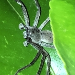 Isopeda sp. (genus) at Aranda, ACT - 16 Nov 2019