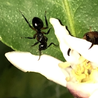Polyrhachis sp. (genus) (A spiny ant) at Aranda, ACT - 16 Nov 2019 by Jubeyjubes