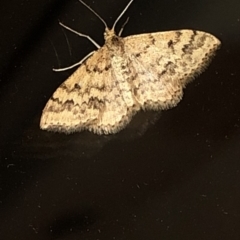 Scopula rubraria (Reddish Wave, Plantain Moth) at Aranda, ACT - 16 Nov 2019 by Jubeyjubes