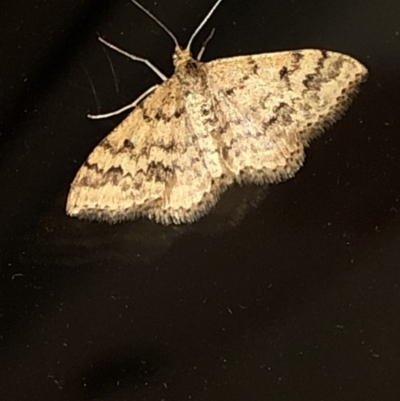 Scopula rubraria (Reddish Wave, Plantain Moth) at Aranda, ACT - 16 Nov 2019 by Jubeyjubes