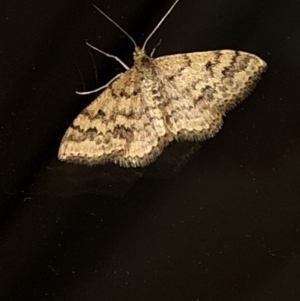 Scopula rubraria at Aranda, ACT - 16 Nov 2019