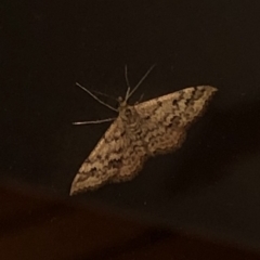 Scopula rubraria at Aranda, ACT - 16 Nov 2019