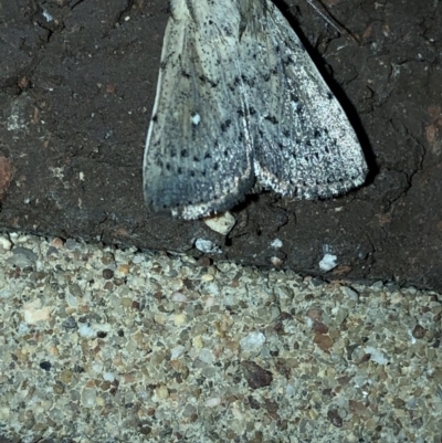 Leucania uda (A Noctuid moth) at Aranda, ACT - 16 Nov 2019 by Jubeyjubes