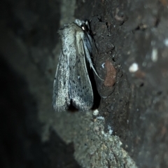 Leucania uda at Aranda, ACT - 16 Nov 2019 09:23 PM