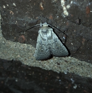 Leucania uda at Aranda, ACT - 16 Nov 2019 09:23 PM