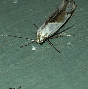 Philobota (genus) at Aranda, ACT - 16 Nov 2019 09:26 PM