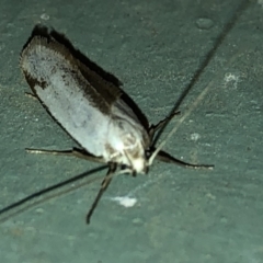 Philobota (genus) at Aranda, ACT - 16 Nov 2019 09:26 PM