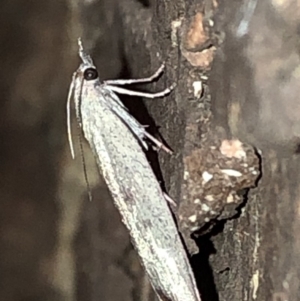 Callionyma sarcodes at Aranda, ACT - 16 Nov 2019