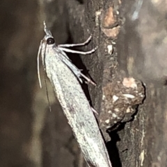 Callionyma sarcodes (A Galleriinae moth) at Aranda, ACT - 16 Nov 2019 by Jubeyjubes