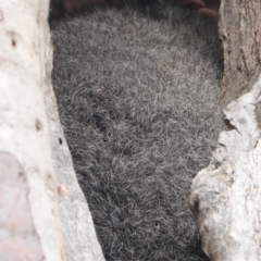 Trichosurus vulpecula (Common Brushtail Possum) at Red Hill to Yarralumla Creek - 16 Nov 2019 by JackyF