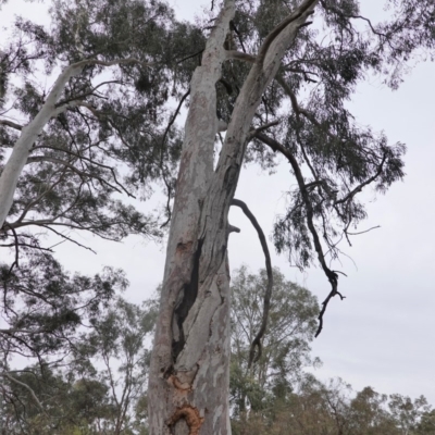 Eucalyptus mannifera subsp. mannifera (Brittle Gum) at Federal Golf Course - 16 Nov 2019 by JackyF