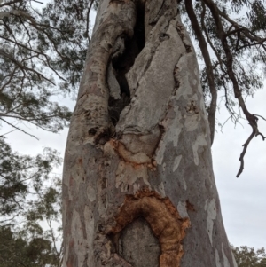 Eucalyptus mannifera subsp. mannifera at Federal Golf Course - 16 Nov 2019
