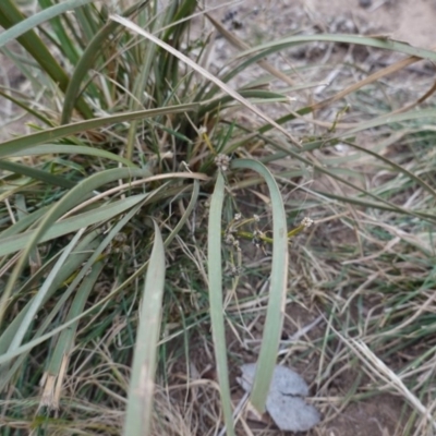 Lomandra longifolia (Spiny-headed Mat-rush, Honey Reed) at Garran, ACT - 16 Nov 2019 by JackyF