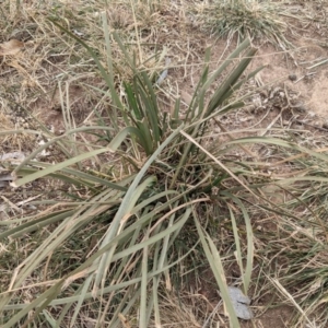 Lomandra longifolia at Garran, ACT - 16 Nov 2019