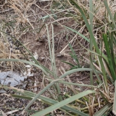 Lomandra longifolia at Garran, ACT - 16 Nov 2019