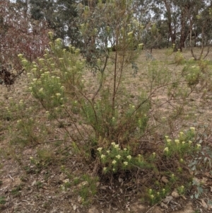 Cassinia longifolia at Garran, ACT - 16 Nov 2019