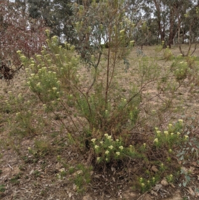 Cassinia longifolia (Shiny Cassinia, Cauliflower Bush) at Garran, ACT - 16 Nov 2019 by JackyF