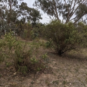 Cassinia longifolia at Garran, ACT - 16 Nov 2019 06:11 PM