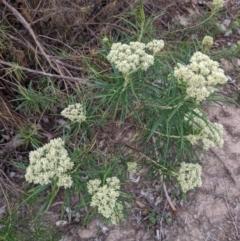 Cassinia longifolia at Garran, ACT - 16 Nov 2019 06:11 PM